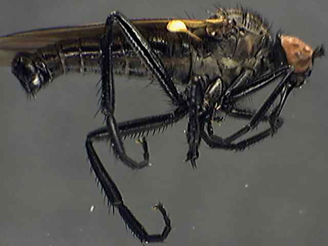 Rhamphomyia sulcata